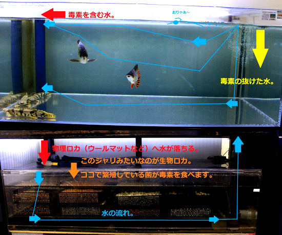 オーバーフロー、アクリル、水槽、濾過、ろ過、OF