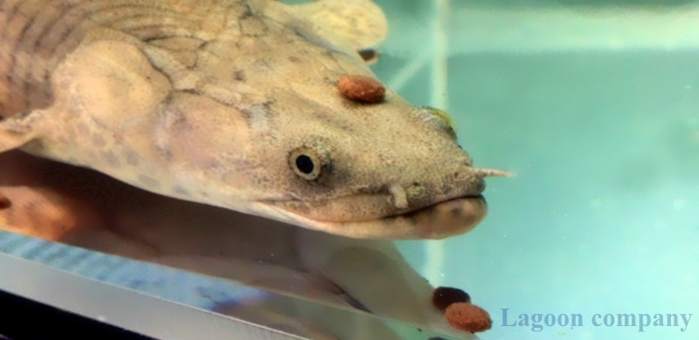 専用水槽台へ 専用水槽台へ