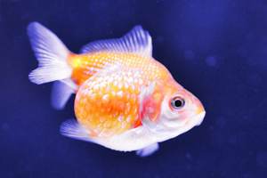 ピンポンパール