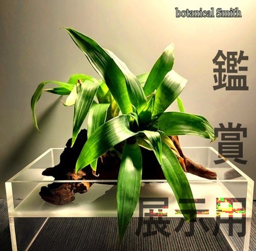 プラントトレー